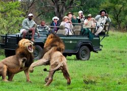 Jeep Safari in Chitwan