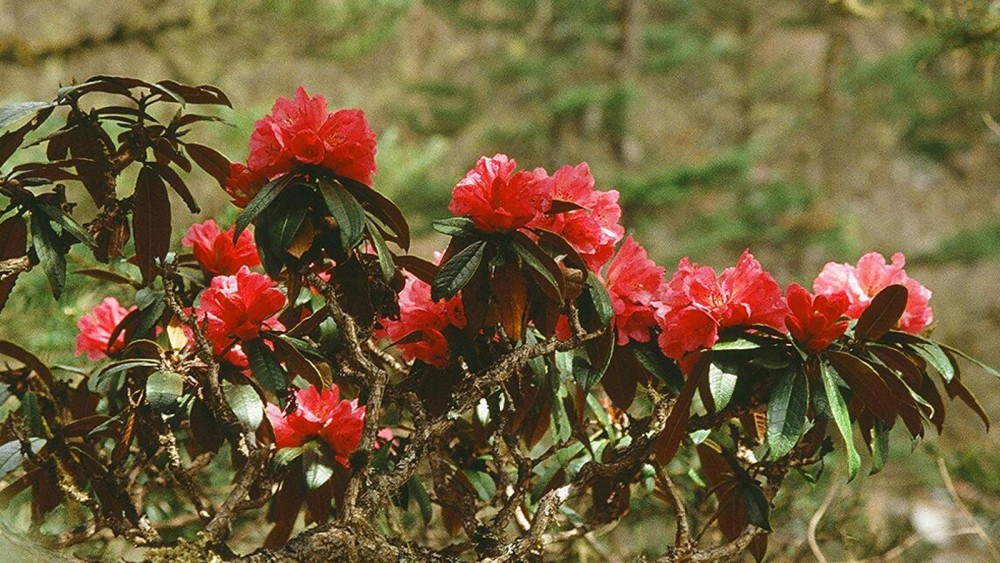 plants-of-nepal-visit-nepal-for-information-of-various-rare-plants