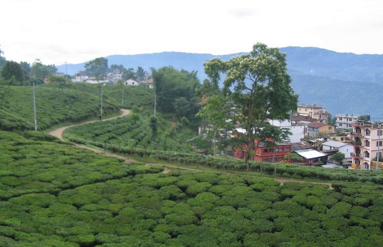 ambassador garden home kathmandu nepal