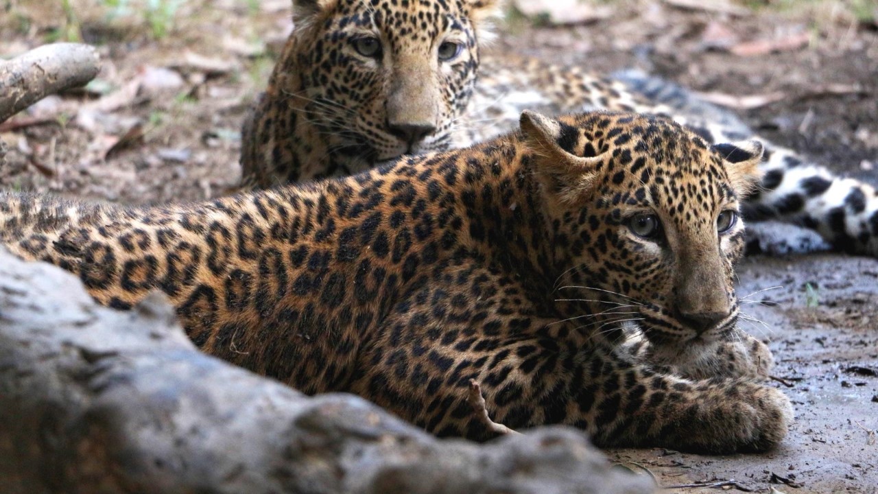 Central Zoo Of Nepal Kathmandu With Various Species Of Animals